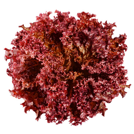 SALADE LOLLO ROUGE 9PCS